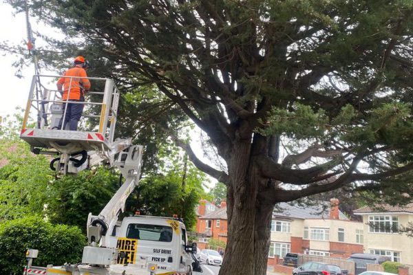 Tree Surgery